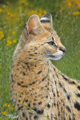 'Leptailurus serval' is an Open edition giclee fine art print by Natalie Mascall ©