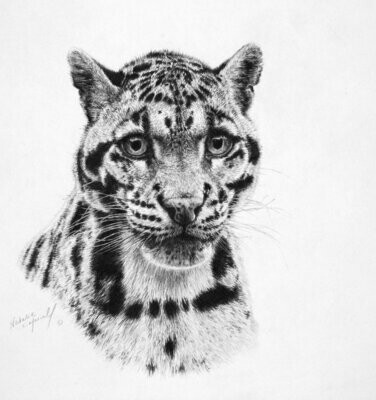 'Neofelis nebulosa' is an Open edition giclee fine art print of Ben, a clouded leopard from BCS by Natalie Mascall ©