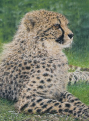 'Willow the Duma' is an open edition giclee fine art print of a cheetah called Willow, by Natalie Mascall ©