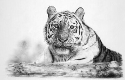 'Sunspot' is an Open edition giclee fine art print of Rocky by Natalie Mascall ©