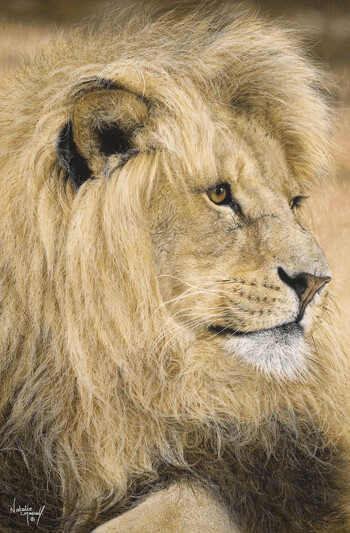 African lion 'Magnificent!' is an Open edition giclee fine art print from the award winning original pastel drawing by Natalie Mascall © Canvas print ready to hang and paper print mounted available. African lion 'Magnificent!' is an Open edition giclee fine art print from the award winning original pastel drawing by Natalie Mascall © Canvas print ready to hang and paper print mounted available.