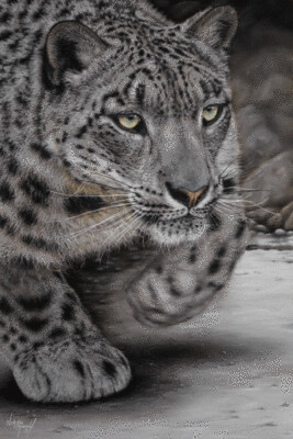 'Prowl' is an Open edition giclee fine art print of a snow leopard by Natalie Mascall ©