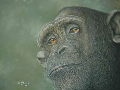 'Watchful' is an Open edition giclee fine art print of a chimpanzee by Natalie Mascall ©