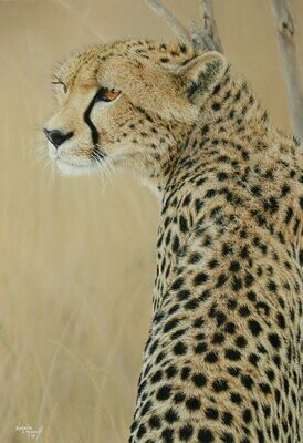 'Elegance in the Mara' is an Open edition giclee fine art print of a cheetah by Natalie Mascall ©