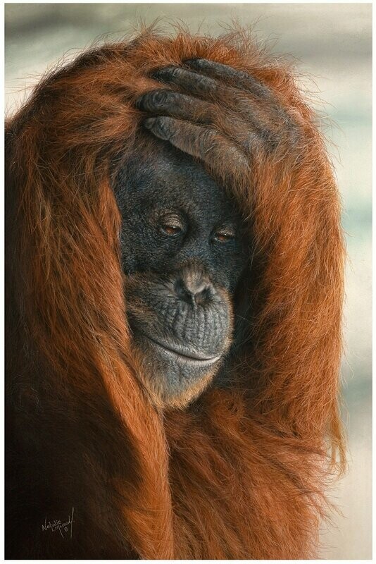 'Contemplate' is an Open edition giclee fine art print of an Orangutan by Natalie Mascall © Canvas print ready to hang and paper print mounted available. 'Contemplate' is an Open edition giclee fine art print of an Orangutan by Natalie Mascall © Canvas print ready to hang and paper print mounted available.