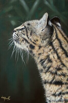 'Focused' a Geoffroy's Cat is an Open edition giclee fine art print by Natalie Mascall ©