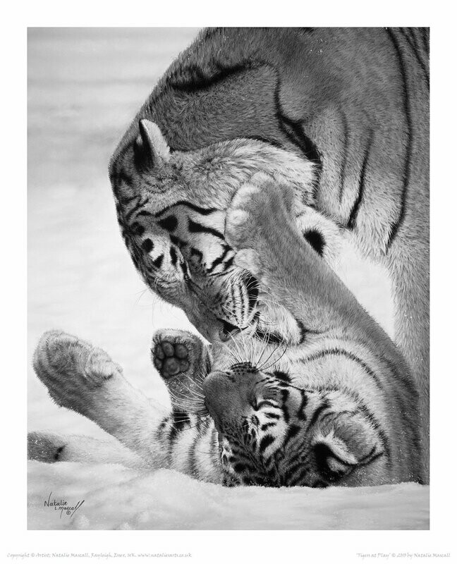 'Tigers at Play' is an Open edition giclee fine art print of tigers playing in the snow in B&W by Natalie Mascall © Printed on paper or on a Canvas. Canvas prints are made-to-order come ready to hang. 'Tigers at Play' is an Open edition giclee fine art print of tigers playing in the snow in B&W by Natalie Mascall © Printed on paper or on a Canvas. Canvas prints are made-to-order come ready to hang.