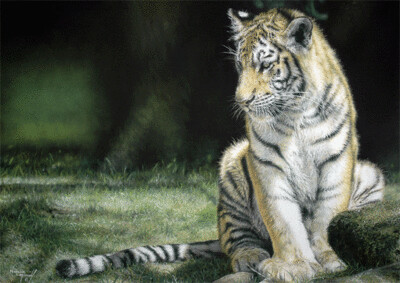 'Warming...' is an Open edition giclee fine art print of a tiger by Natalie Mascall ©