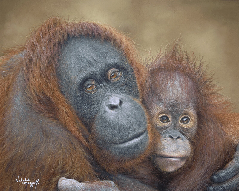 'Contented' is an Open edition giclee fine art print of an orangutan mum and baby by Natalie Mascall ©