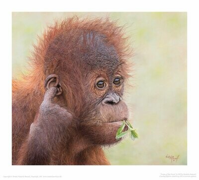 'Person of the Forest' is a Limited edition giclee fine art print of a young orangutan by Natalie Mascall ©