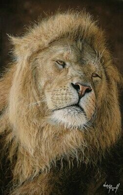 'Presence' is an Open edition giclee fine art print of a lion by Natalie Mascall ©