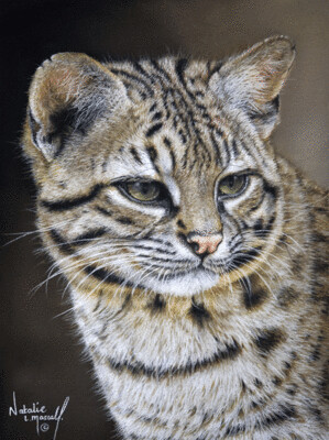 'Geoffroy's Cat' (Portrait) is an Open edition giclee fine art print by Natalie Mascall ©