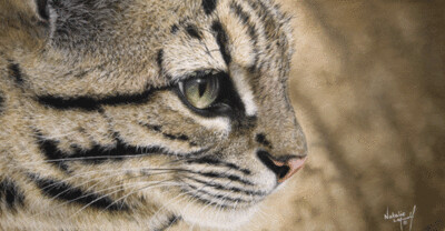 'Geoffroy's Cat' (Landscape) is an Open edition giclee fine art print by Natalie Mascall ©