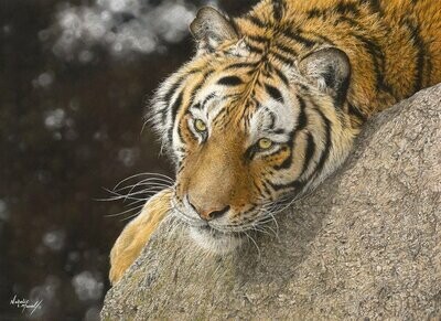 'Precious' is a Limited edition giclee fine art print of an amur tiger by Natalie Mascall ©