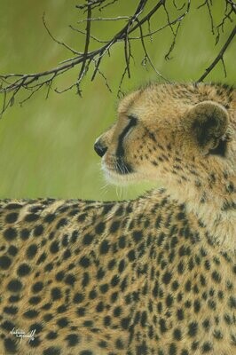 'Vigilance over the Mara' is a Limited edition giclee fine art print of a cheetah by Natalie Mascall ©