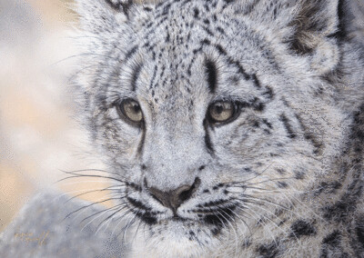 'Generations' is a Limited edition giclee fine art print of a snow leopard cub by Natalie Mascall ©