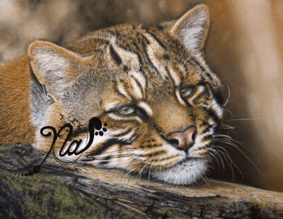 'Peaceful Moment' is a Limited edition giclee fine art print of an Asian golden Cat by Natalie Mascall ©