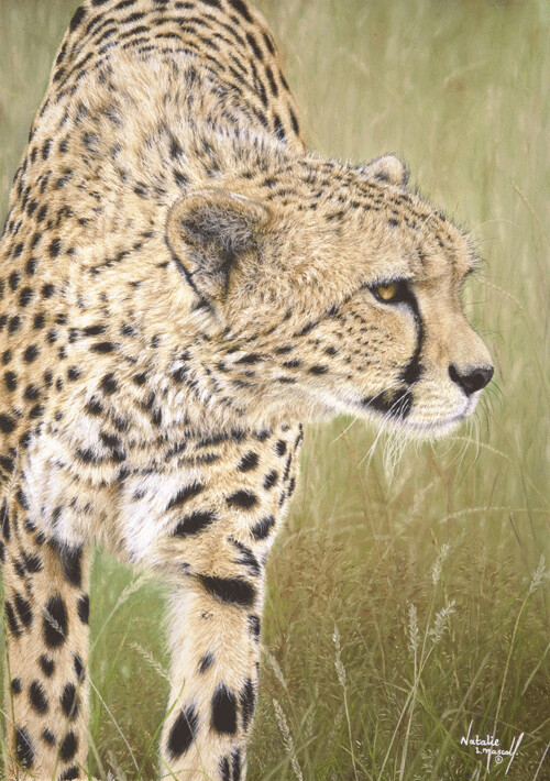 'Duma' is a Limited edition giclee fine art print of a cheetah by Natalie Mascall ©