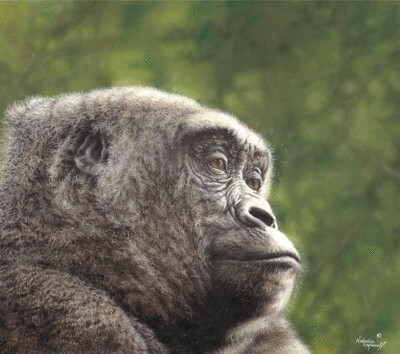 'Thoughtful Moment' is a limited edition giclee fine art print of a western lowland gorilla by Natalie Mascall ©