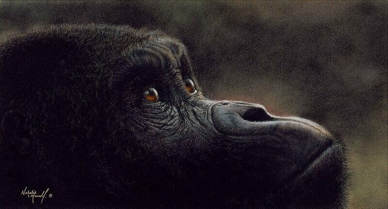 'Captivating' is a limited edition giclee fine art print of a western lowland gorilla, from the original pastel drawing by Natalie Mascall ©