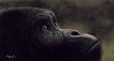 'Captivating' is a limited edition giclee fine art print of a western lowland gorilla, from the original pastel drawing by Natalie Mascall ©