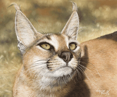 'Arabian Caracal' is a limited edition giclee fine art print by Natalie Mascall ©