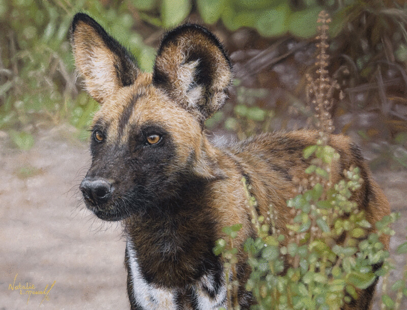 'Touch of Tanzania' is a Limited edition giclee fine art print from the original pastel drawing by Natalie Mascall ©
