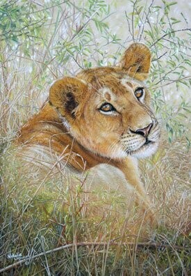 'Touch of Kenya' is an Open edition giclee fine art print of a lion cub from the original pastel drawing by Natalie Mascall ©