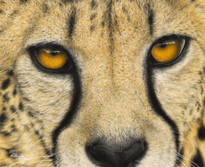 'Amber Eyes' is an Open edition giclee fine art print from the original pastel drawing by Natalie Mascall ©