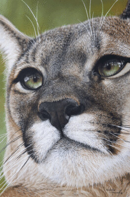 'Stunning (Puma)' is a Limited edition giclee fine art print from the original pastel drawing by Natalie Mascall ©