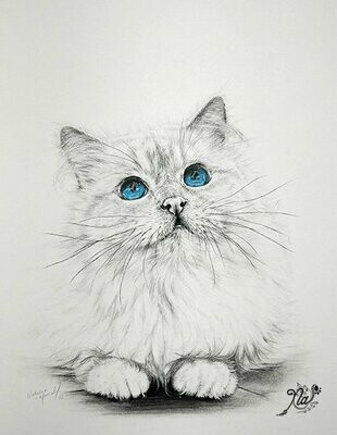 'Birman Blue' cat is an original charcoal drawing, hand-drawn by Natalie Mascall©