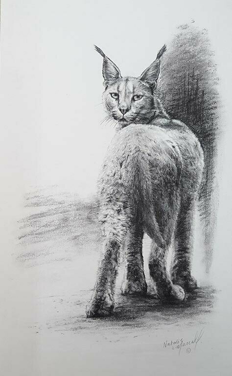 'Griffin' is a hand-drawn original charcoal drawing of an African Caracal by Natalie Mascall © Griffin lives at the Big Cat Sanctuary.