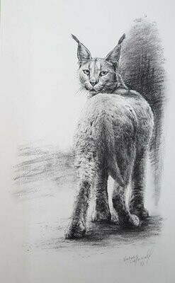 'Griffin' is a hand-drawn original charcoal drawing of an African Caracal by Natalie Mascall ©