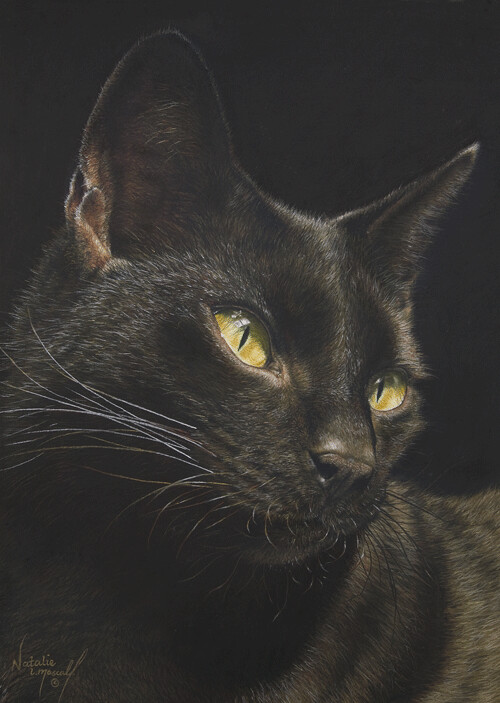'Elegant' is an Open edition giclee fine art print of a black cat from the hand-drawn pastel drawing by Natalie Mascall ©