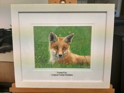 'Young Fox' is an Original hand-drawn pastel drawing by Natalie Mascall ©