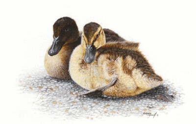 'Snuggle-Up!' is an Open edition giclee fine art print from the original acrylic painting by Natalie Mascall of ducklings ©