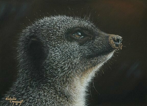 'Watchful Suricata suricatta' is an original pastel drawing by Natalie Mascall of a watchful Meerkat ©