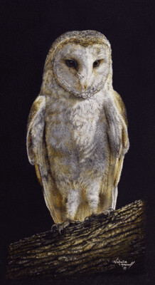 'Barn Owl' is an Open edition giclee fine art print from the original pastel drawing by Natalie Mascall ©