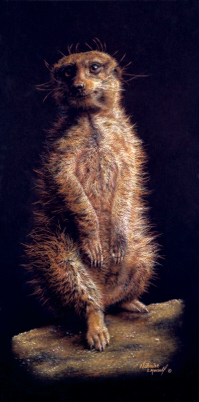 'Suricata suricatta' is an open edition giclee fine art print from the original pastel drawing of a meerkat basking by Natalie Mascall ©