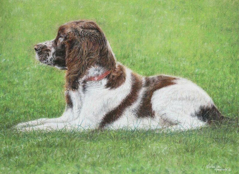 'Spaniel' is an original hand-drawn pastel drawing by Natalie Mascall ©