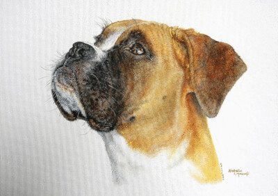 'Boxer' is an original acrylic painting, hand-painted by Natalie Mascall © only a couple of prints left...
