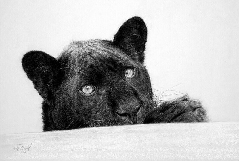 'Maya the Ambassador' is an Open edition giclee fine art print from the original charcoal drawing by Natalie Mascall © Canvas prints also available...An amazing ambassador for the Big Cat Sanctuary. 'Maya the Ambassador' is an Open edition giclee fine art print from the original charcoal drawing by Natalie Mascall © Canvas prints also available...An amazing ambassador for the Big Cat Sanctuary.