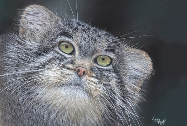 'The Pallas Gaze' is an Open edition giclee fine art print from the original pastel drawing by Natalie Mascall ©