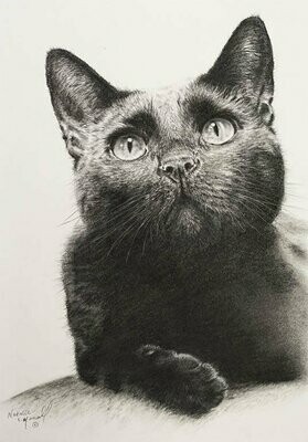 Originals - feline friends 'Cats in Art!'