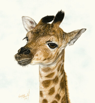 'Little One' is an open edition giclee fine art print from the original pastel drawing of a baby giraffe, drawn by Natalie Mascall ©