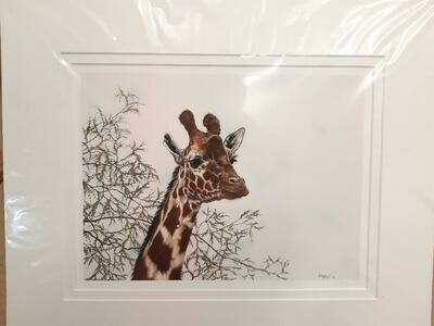 'Sky High' is an open edition giclee fine art print from the original pastel drawing by Natalie Mascall of a giraffe ©
