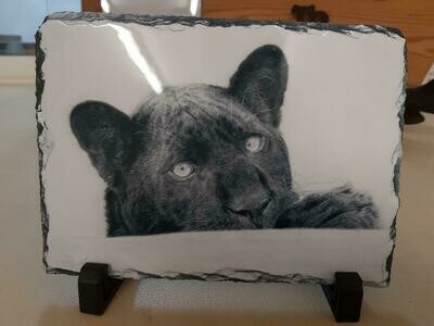 Slate Art; 'Maya the Ambassador' original drawn in charcoal by Natalie Mascall and image printed on slate with stand.