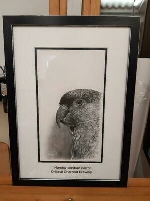 'Nanday conure parrot' is an original charcoal drawing by Natalie Mascall ©