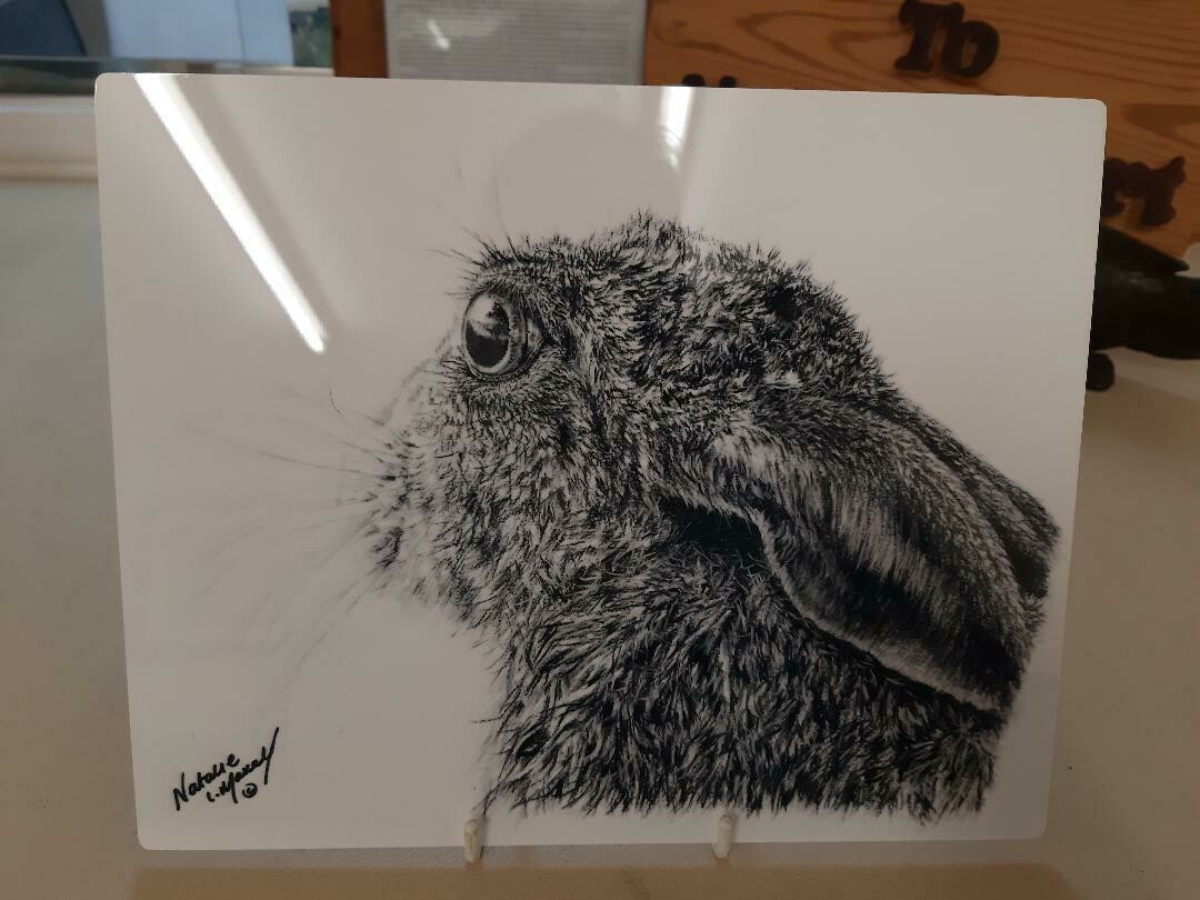 Ali Art! 'Mountain Hare' printed on an aluminium panel. This image is from my original charcoal drawing by myself, Natalie Mascall ©