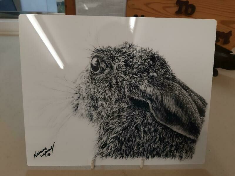 Ali Art! 'Mountain Hare' printed on an aluminium panel. This image is from my original charcoal drawing by myself, Natalie Mascall ©